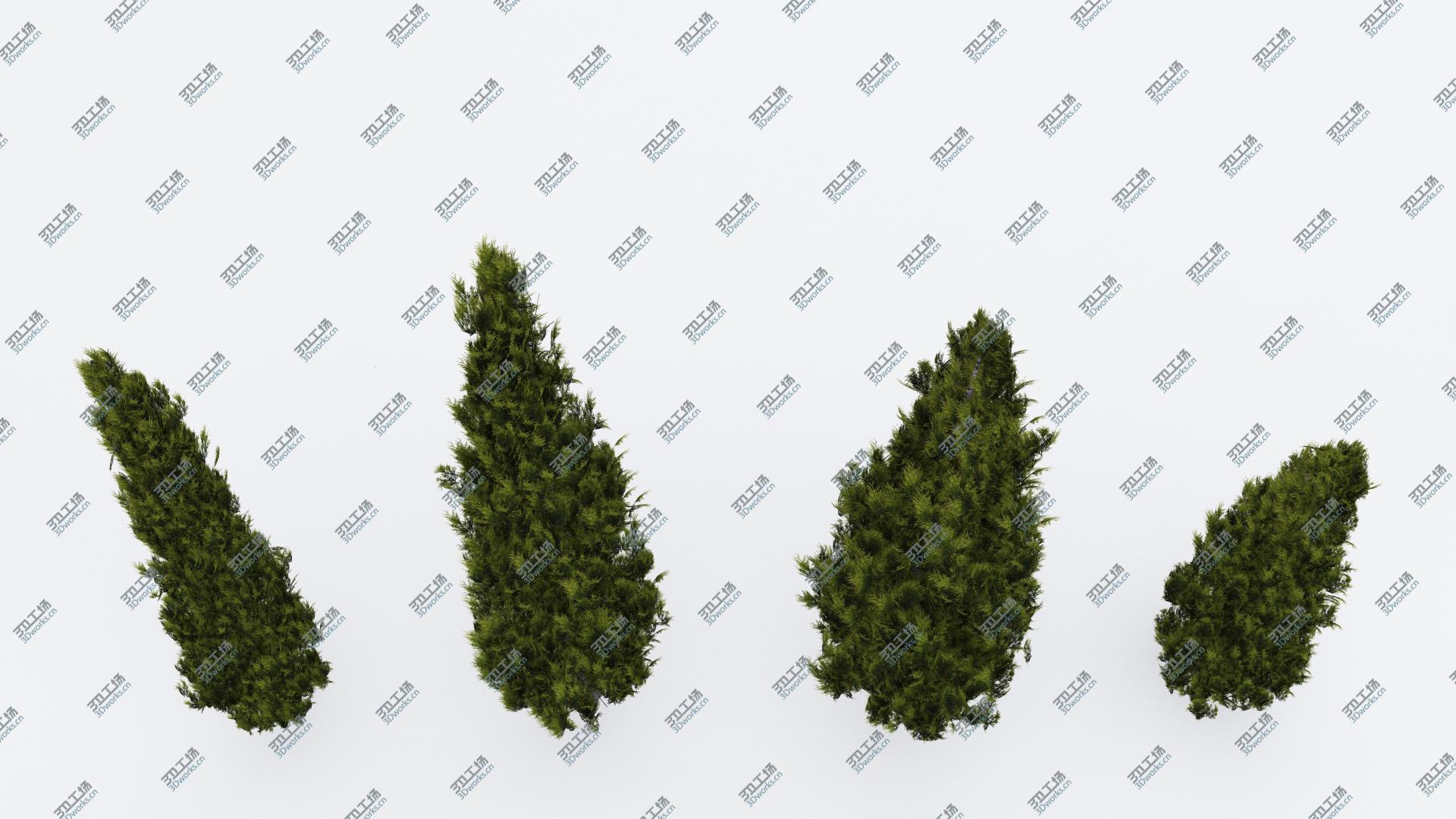 images/goods_img/202105074/Italian Cypress 2/5.jpg